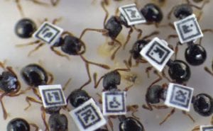 image of QR Codes ants